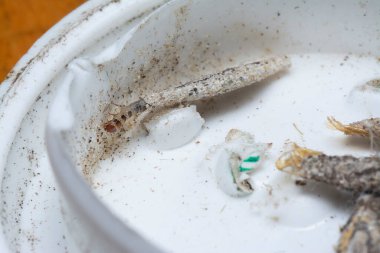 Tinea Pellionella larvalarına yakın çekim