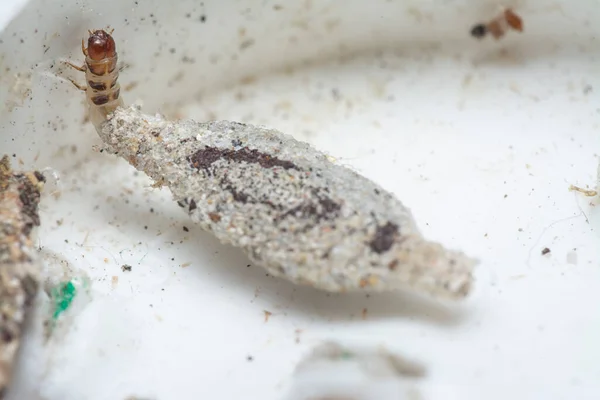 Tinea Pellionella Larvas — Foto de Stock