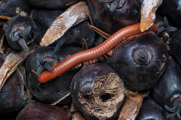 Tiro Perto Trigoniulus Corallinus Vermelho — Fotografia de Stock