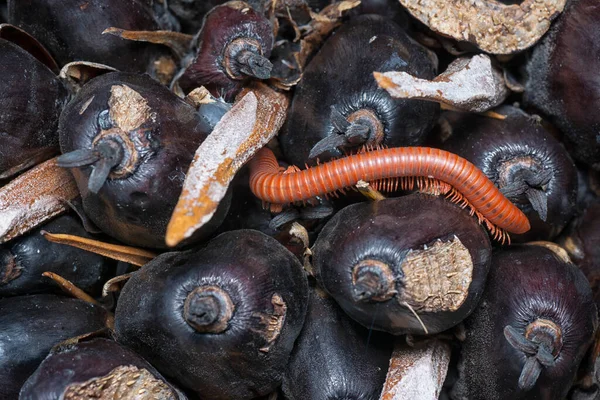 Kızıl Trigoniulus Corallinus Yakın Çekim — Stok fotoğraf