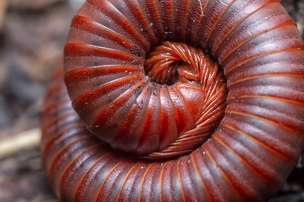 Kızıl Trigoniulus Corallinus Yakın Çekim — Stok fotoğraf