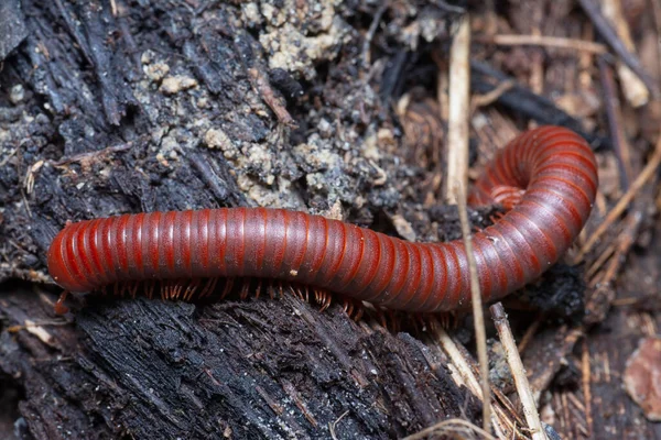 Close Shot Red Trigoniulus Corallinus — Stock Photo, Image