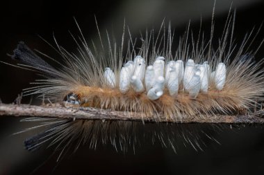 Tussock güvesi Tırtıl Parazit Pupae taşıyor.