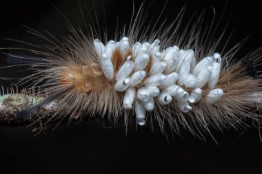 Tussock güvesi Tırtıl Parazit Pupae taşıyor.