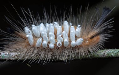 Tussock güvesi Tırtıl Parazit Pupae taşıyor.