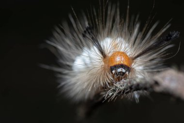 Tussock güvesi Tırtıl Parazit Pupae taşıyor.