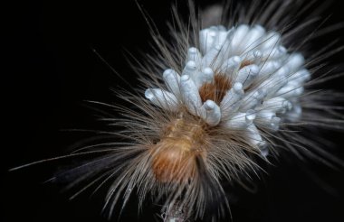 Tussock güvesi Tırtıl Parazit Pupae taşıyor.