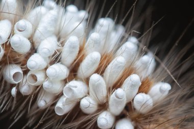 Tussock güvesi Tırtıl Parazit Pupae taşıyor.