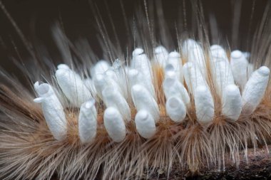 Tussock güvesi Tırtıl Parazit Pupae taşıyor.