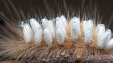 Tussock güvesi Tırtıl Parazit Pupae taşıyor.