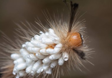 Tussock güvesi Tırtıl Parazit Pupae taşıyor.