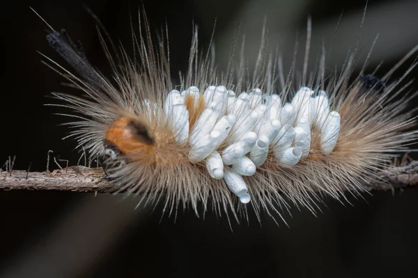 Tussock Moth Caterpillar Trägt Parasitoid Puppen — Stockfoto