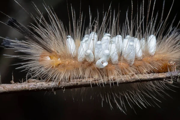 Tussock Moth Caterpillar Trägt Parasitoid Puppen — Stockfoto