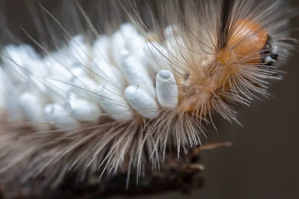 Tussock Moth Caterpillar Hordozó Parazitoid Pupae — Stock Fotó