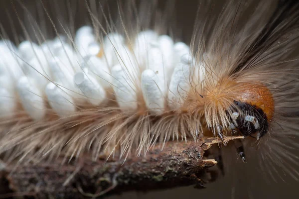 Tussock Moth Caterpillar Trägt Parasitoid Puppen — Stockfoto