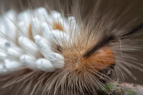 Tussock Moth Caterpillar Hordozó Parazitoid Pupae — Stock Fotó