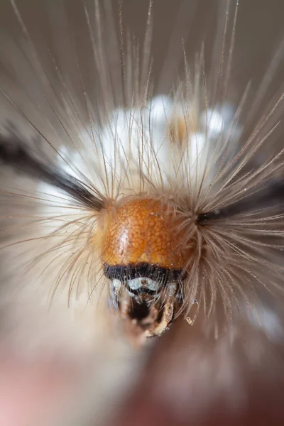 Tussock Moth Caterpillar Przewożący Pasożyta Pupae — Zdjęcie stockowe