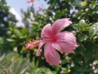 Melezlerin görüntüsü, amber çiçeği.