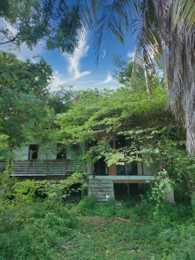 Terk edilmiş eski hükümet bölgesinde aşırı büyüme