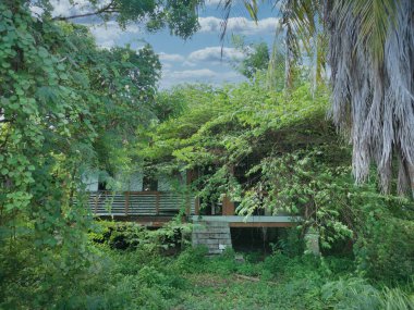Terk edilmiş eski hükümet bölgesinde aşırı büyüme