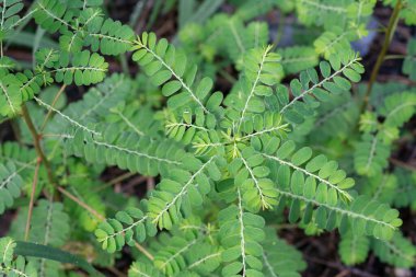 Phyllanthus idrar bitkisi vahşi doğada yetişiyor.