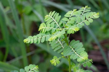Phyllanthus idrar bitkisi vahşi doğada yetişiyor.