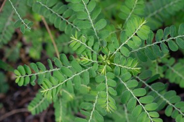 Phyllanthus idrar bitkisi vahşi doğada yetişiyor.