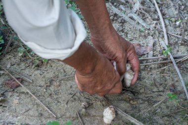 Taze termitomyce mantarlar topraktan filizleniyor..