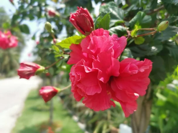 Imagen Híbridos Hibisco Rosa Sinenis Flor — Foto de Stock