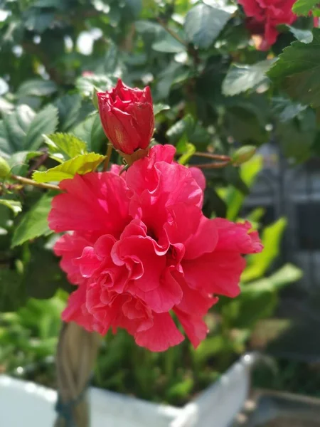 Image Hybrides Hibiscus Rosa Sinenis Fleur — Photo