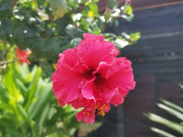 Imagen Híbridos Hibisco Rosa Sinenis Flor — Foto de Stock