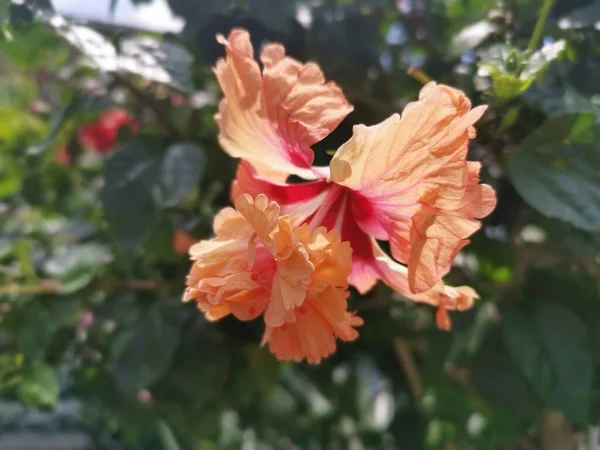 Imagem Híbridos Hibisco Rosa Sinenis Flor — Fotografia de Stock