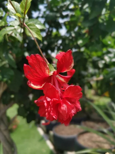 Imagem Híbridos Hibisco Rosa Sinenis Flor — Fotografia de Stock