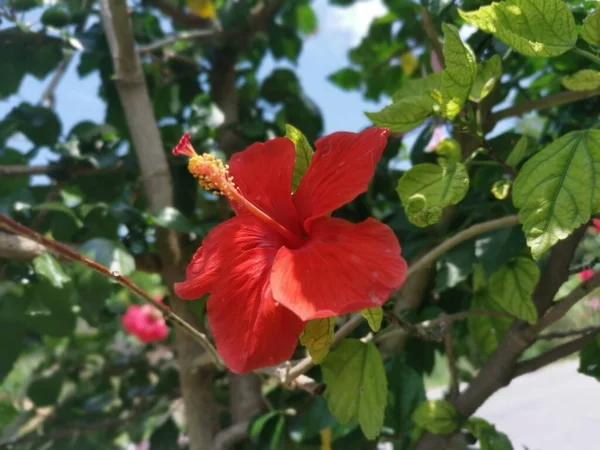 Imagem Híbridos Hibisco Rosa Sinenis Flor — Fotografia de Stock