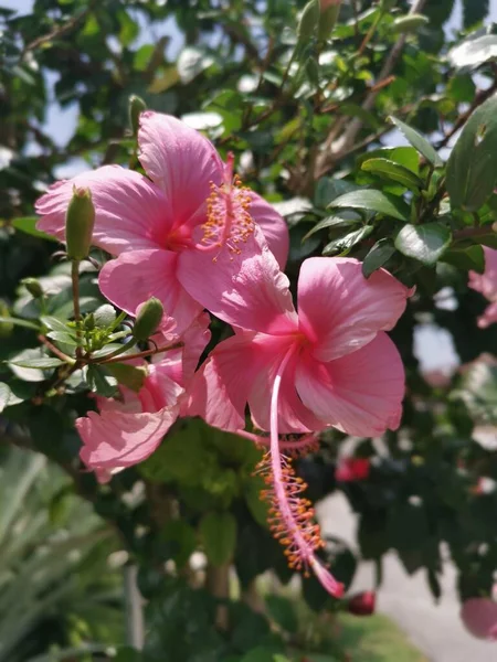 Imagem Híbridos Hibisco Rosa Sinenis Flor — Fotografia de Stock