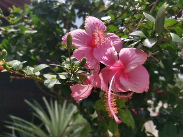Image Hybrides Hibiscus Rosa Sinenis Fleur — Photo