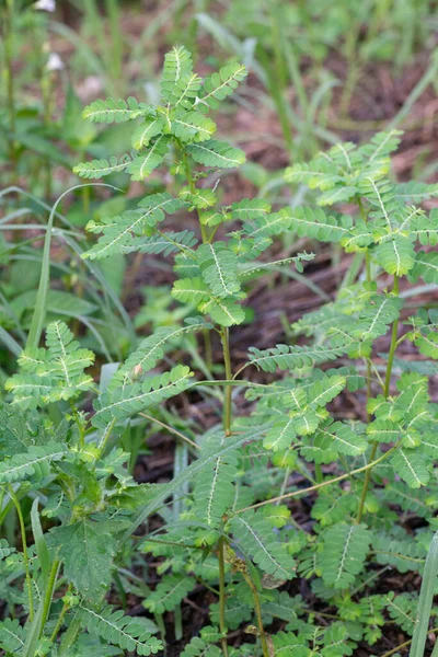 Phyllanthus Urinaria Növény Vadonban — Stock Fotó