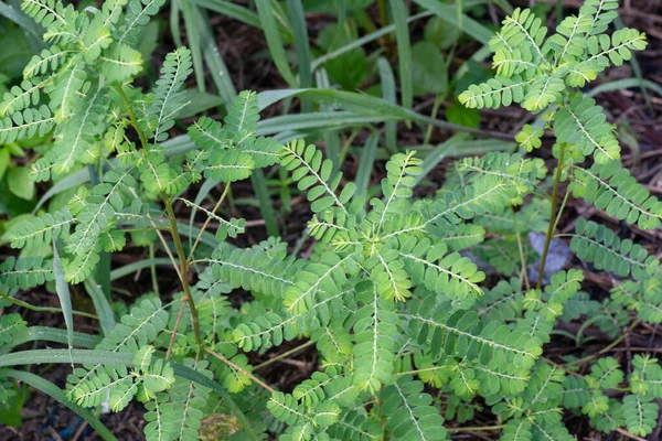 Phyllanthus Urinaria Növény Vadonban — Stock Fotó