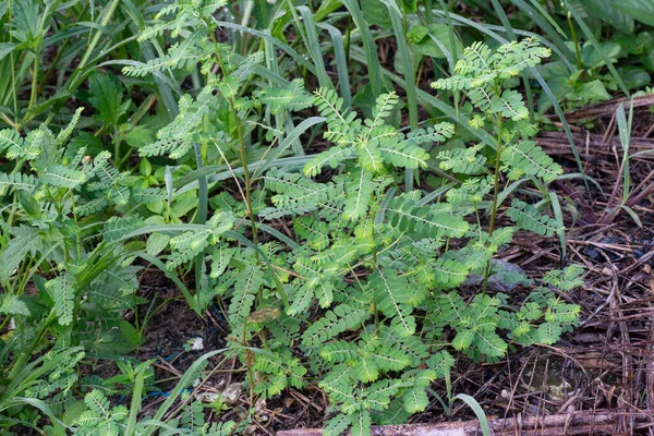 Roślina Phyllanthus Urinaria Rosnąca Środowisku Naturalnym — Zdjęcie stockowe