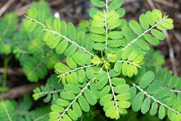 Phyllanthus Urinaria Växt Naturen — Stockfoto