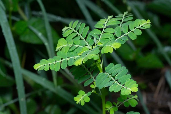 Phyllanthus Urinaria Растение Растущее Дикой Природе — стоковое фото