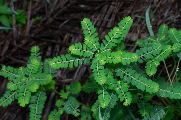 Phyllanthus Urinaria Растение Растущее Дикой Природе — стоковое фото