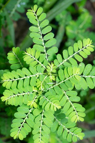 Phyllanthus Urinaria Растение Растущее Дикой Природе — стоковое фото