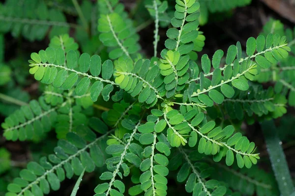 Phyllanthus Urinaria Растение Растущее Дикой Природе — стоковое фото