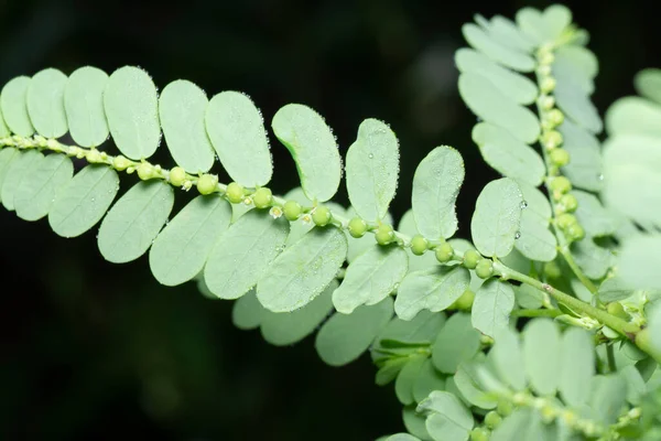 Phyllanthus Urinaria Растение Растущее Дикой Природе — стоковое фото