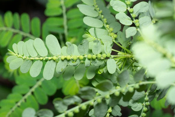 Phyllanthus Urinaria Растение Растущее Дикой Природе — стоковое фото