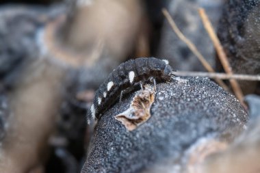 Mantar böcek larvalarının yakın çekimi..