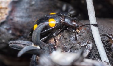 Mantar böcek larvalarının yakın çekimi..