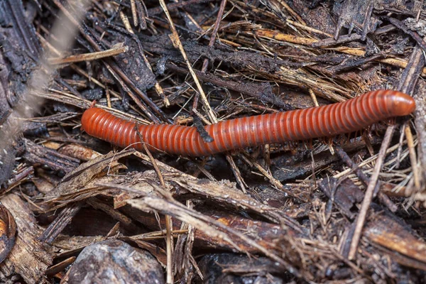 Tiro Cerca Red Trigoniulus Corallinus — Foto de Stock