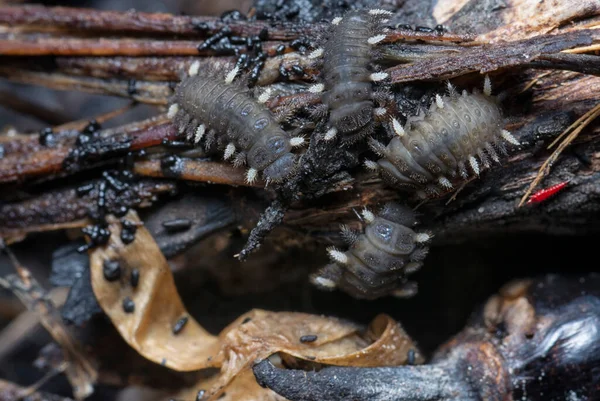 Mantar Böcek Larvalarının Yakın Çekimi — Stok fotoğraf
